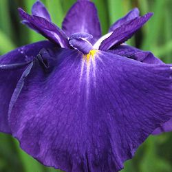 ハナショウブ（花菖蒲）：藍草紙（アイゾウシ）3号ポット