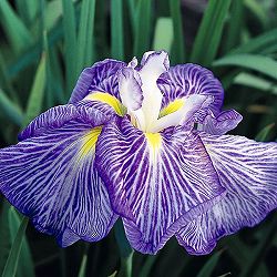 ハナショウブ（花菖蒲）：新浜扇（シンハマオウギ）3号ポット