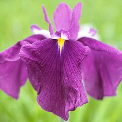 ハナショウブ（花菖蒲）：揚羽（アゲハ）3号ポット