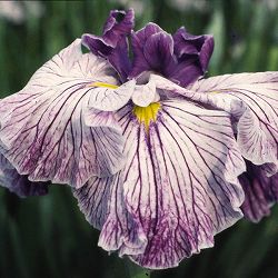 ハナショウブ（花菖蒲）：壮周の夢（ソウシュウノユメ）3号ポット