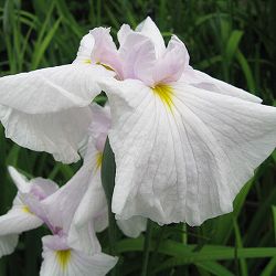 ハナショウブ（花菖蒲）：夏待姫（ナツマチヒメ）3号ポット