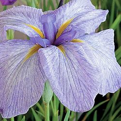 ハナショウブ（花菖蒲）：小青空（コアオゾラ）3号ポット