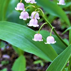 ドイツスズラン：桃花　3芽入りポット