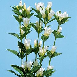 高性リンドウ：白花3号ロングポット