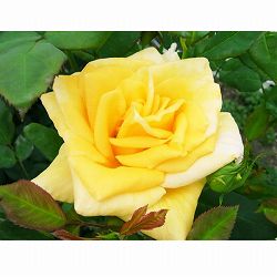 ハイブリッドティー：ゴールデンシャトー接木苗4号ロングポット(バラ)