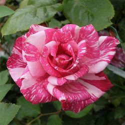 ハイブリッドティー：モダンタイムズ接木苗4号ロングポット(バラ)