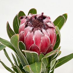 [ザ・ファームセレクト]プロテア：オーストラリスルビー（２F）　5号鉢植え