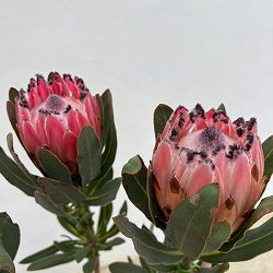 プロテア：オーストラリスピンク　7号鉢植え25-04