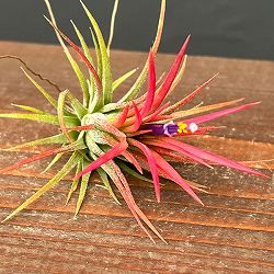 ティランジア：イオナンタ フエゴ