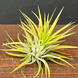 ティランジア：イオナンタ アルビノ