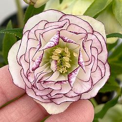 野田園芸さんのクリスマスローズ：ダブルピコティ4.5号ポット【現品販売】