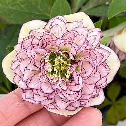 野田園芸さんのクリスマスローズ：ダブル多弁4.5号ポット【現品販売】