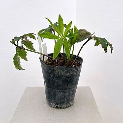 クリスマスローズ：ダブル多弁ホワイト4.5号ポット（株のみ）