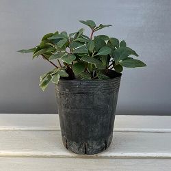 クリスマスローズ：ニゲル　ピンク4号ポット（株のみ）