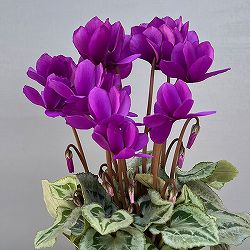 シクラメン：SAMURAI（サムライ）　パープル3号ポット（北海道産充実株）