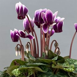 シクラメン：SAMURAI（サムライ）　パープルバイカラー3号ポット（北海道産充実株）