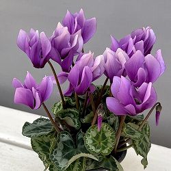 シクラメン：SAMURAI（サムライ）　ライトパープル3号ポット（北海道産充実株）