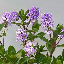 ヘーベ：オールブルームス（ラベンダー）3号ポット