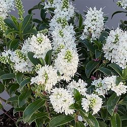 ヘーベ：オールブルームス（ホワイト）3号ポット