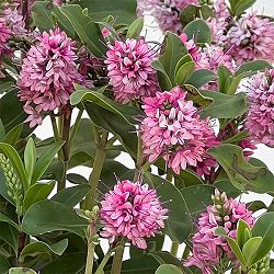 ヘーベ：オールブルームス（ピンク）3号ポット