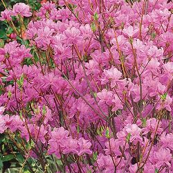 ツツジ：クマノミツバツツジ3号ポット