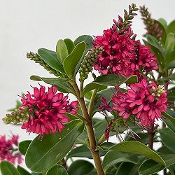 ヘーベ：オールブルームス（レッド）3号ポット