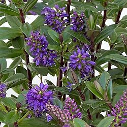 ヘーベ：オールブルームス（ブルー）3号ポット