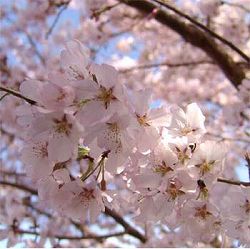 桜：江戸彼岸（エドヒガン）桜4号ポット