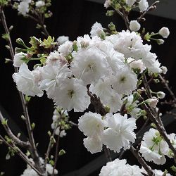 桜：白妙（シロタエ）4号ポット