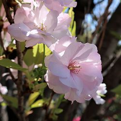 桜：天の川（アマノガワ）4号ポット
