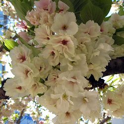 桜：鬱金（ウコン）4号ポット