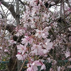 桜：吉野枝垂れ（ヨシノシダレ）4号ポット