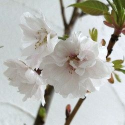 桜：八重紅大島（ヤエベニオオシマ）4号ポット