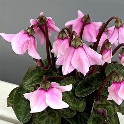 シクラメン：ペチコート　ライトピンク3号ポット（北海道産充実株）