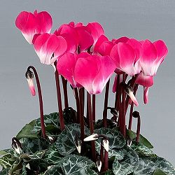 シクラメン：インディアカ　ピンク3号ポット（北海道産充実株）