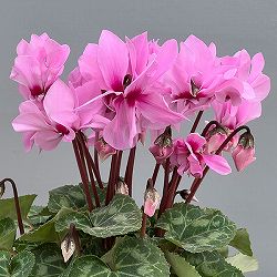 シクラメン：プティムーラン　ピンク3号ポット（北海道産充実株）