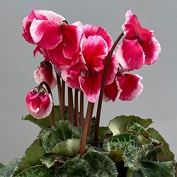 シクラメン：アバニコ（レッド）3号ポット（北海道産充実株）