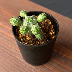 ユーフォルビア：オベサ ブロウ 2.5号鉢植え