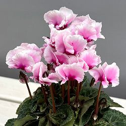 シクラメン：アバニコ（ピンク）3号ポット（北海道産充実株）