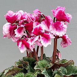 シクラメン：アバニコ（パープル）3号ポット（北海道産充実株）