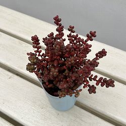 セダム：玉葉（たまば）　2.5号ポット*