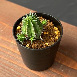 ユーフォルビア：紅ホリダ　2.5号鉢植え