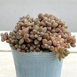 グラプトペタルム：姫秀麗（ヒメシュウレイ）2.5号*