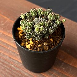 ユーフォルビア：サブマミラリス 2.5号鉢植え