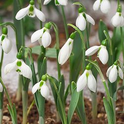 スノードロップ：一重咲き5球セット[2月頃開花 ガランサス・エルウィッシー]