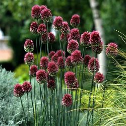 アリウム：スファロセファラム（丹頂）5球セット