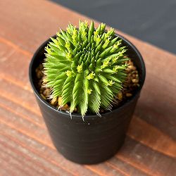 ユーフォルビア：スザンナエ 2.5号鉢植え