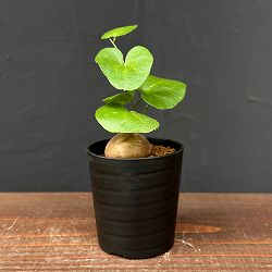 ディオスコレア（亀甲竜）：エレファンティペス　2.5号鉢植え