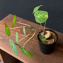 ステファニア：エレクタ 2.5号鉢植え