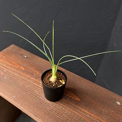 カリバナス：フーケリー 2.5号鉢植え